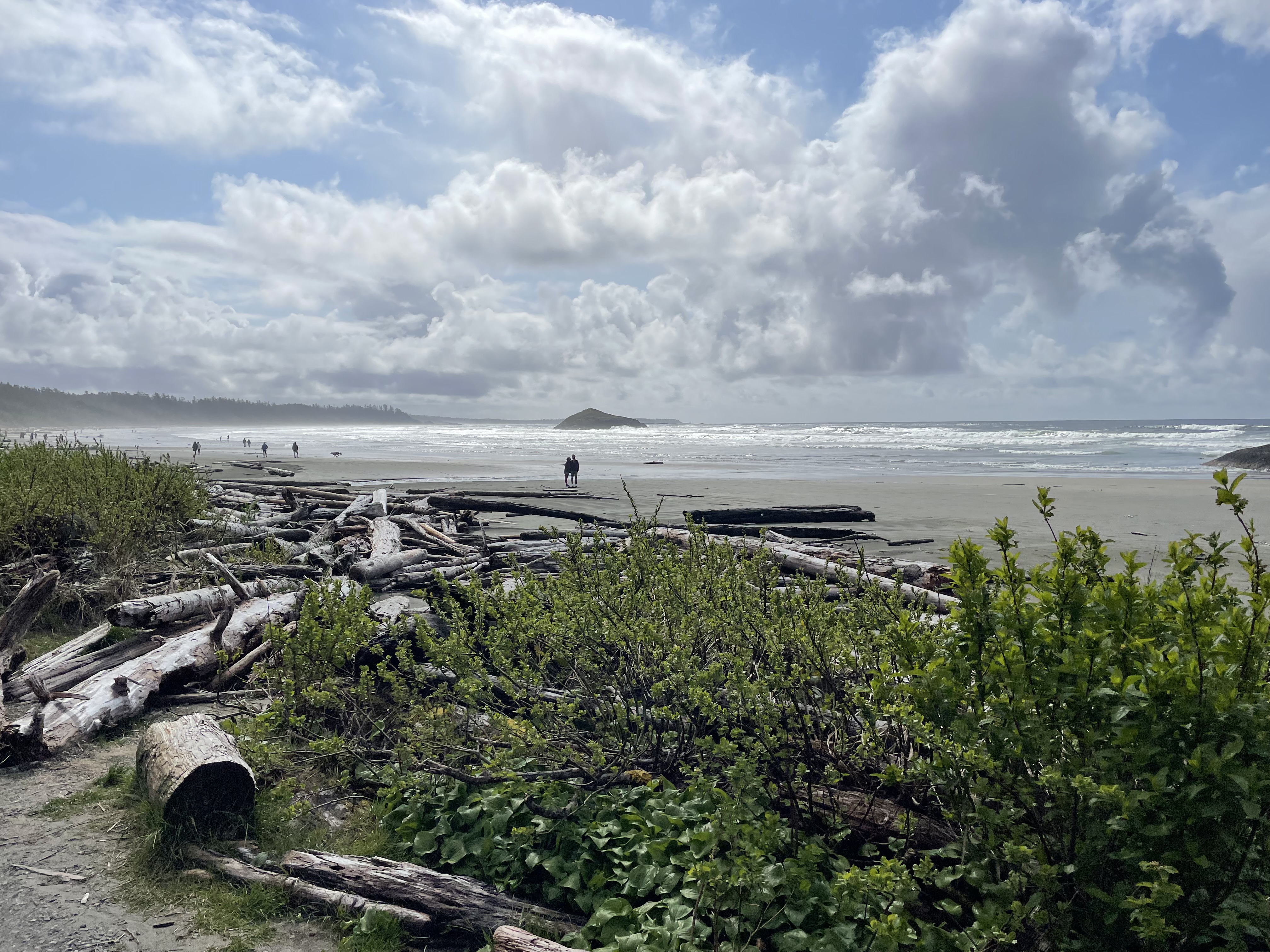 Scenic beach with driftwood, ocean waves, and cloudy sky